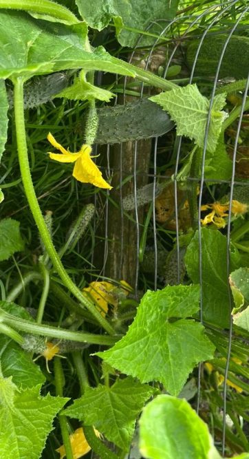 WhatsApp Image 2024-09-16 at 7.39.44 AM (2)